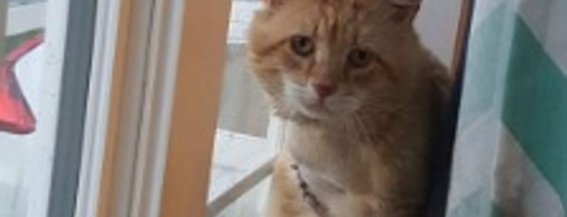 Goulds Cat Rescue Inc