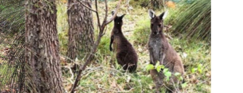 Geo Bay Wildlife Rescue Inc