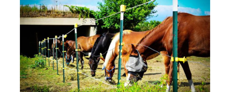 Glory Bound Rescue Ranch