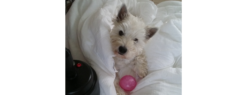 All Westie Rescue