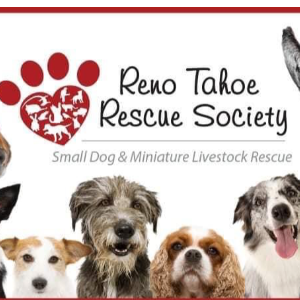 Reno Tahoe Rescue Society