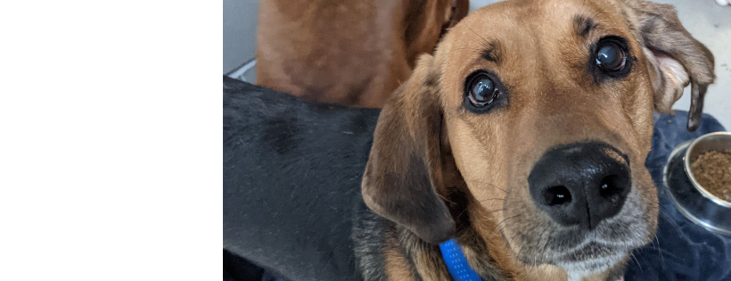 Northumberland Humane Society