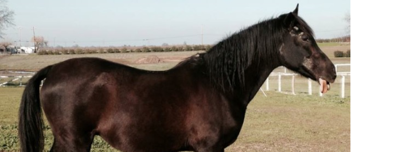 Coastal Arabians Equine Rescue Inc.