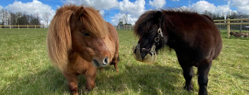 Downs Farm Trust