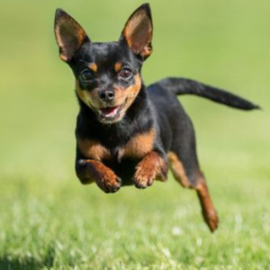 Hunters dog rescue Logo