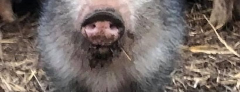 Houston Mini Pig Rescue and Farm Sanctuary