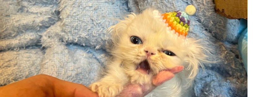 Rags to Riches Animal Rescue