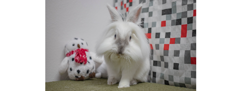 San Diego House Rabbit Society