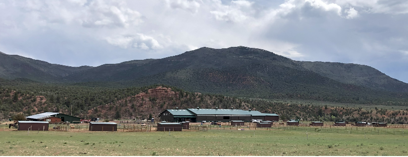 Mountain Valley Horse Rescue