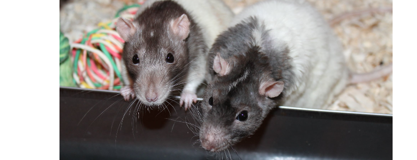 Central Texas Rat Rescue