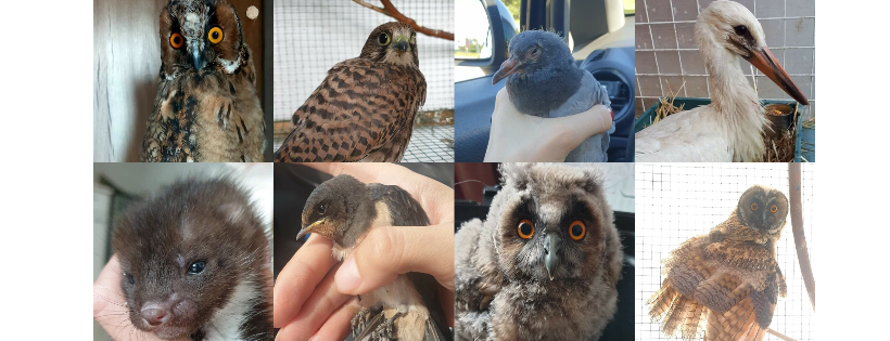 Amos Animals UK CIC