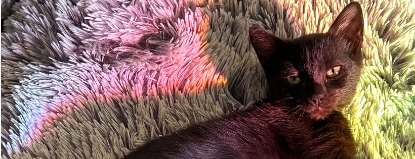 Saving Livy Cat Rescue