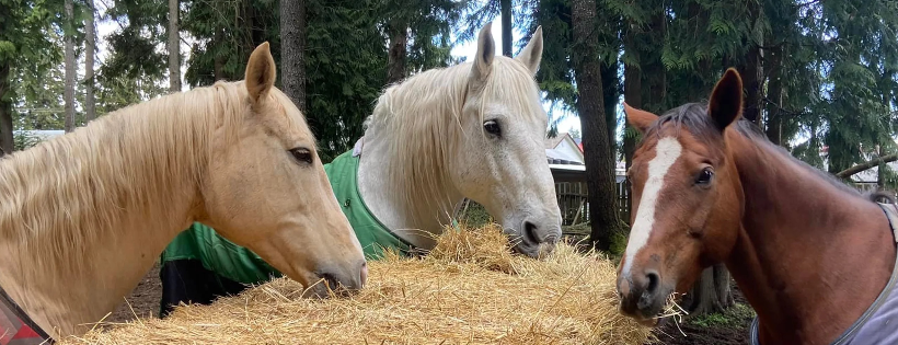 Humanity for Horses Foundation