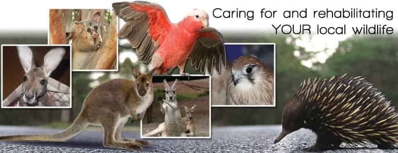 Mandurah Wildlife Rescue Inc