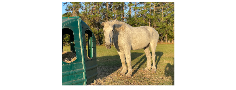 RETIREMENT HOME FOR HORSES INC