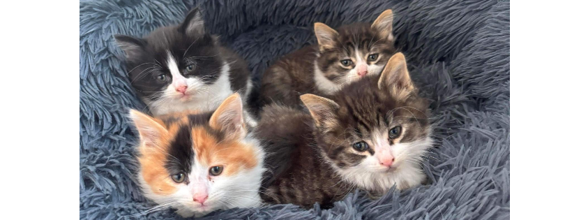 Second Chance Animal Shelter