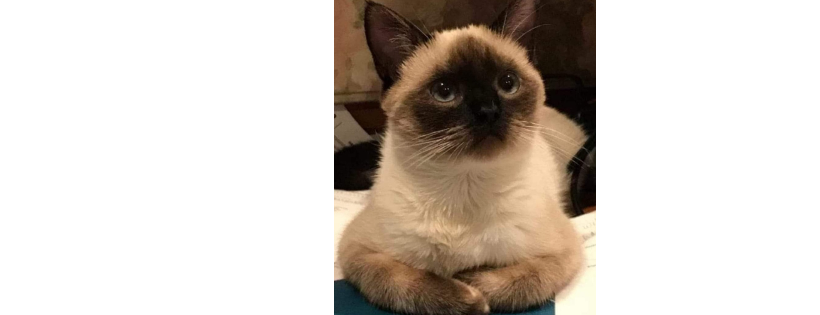 Home Sweet Home Animal Rescue of Long Island
