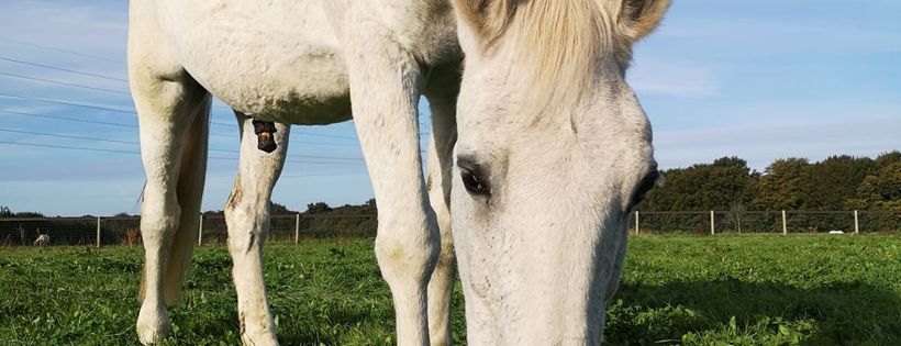 The Horse Trust