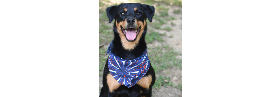 Paws Rescue