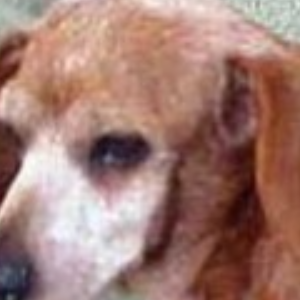 Gertie's Small Dog Rescue Logo