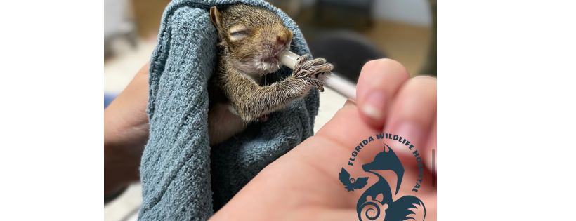 Florida Wildlife Hospital and Sanctuary