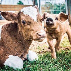 Critter Creek Farm Sanctuary Logo