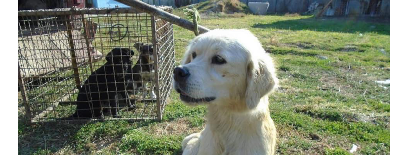 Second Chance Dog Rescue C.I.C