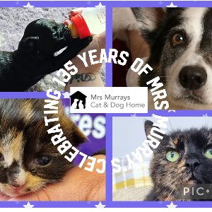 Mrs Murray's home for stray dogs and cats