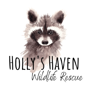 Holly's Haven Wildlife Rescue Logo