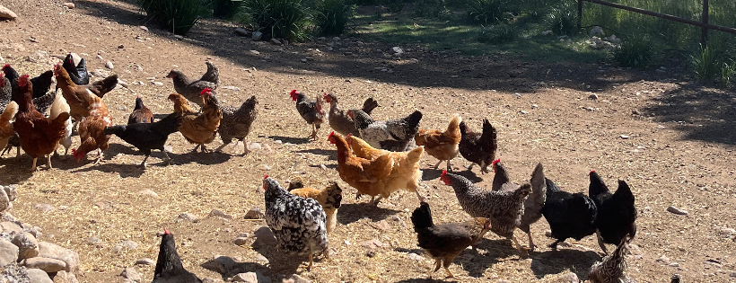Little J Ranch