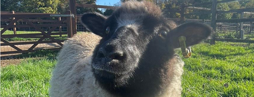 Deen City Farm Limited
