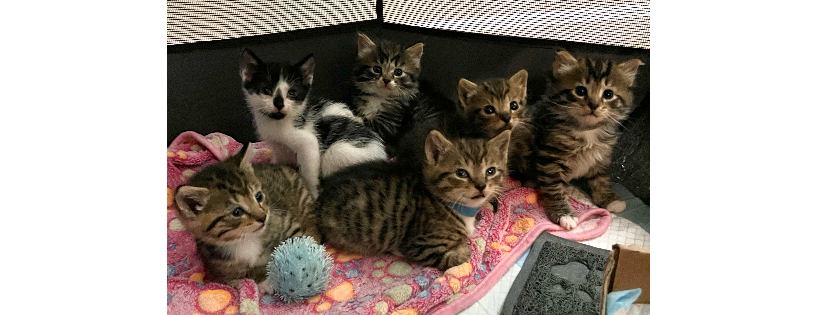Beltsville Community Cats, Inc.
