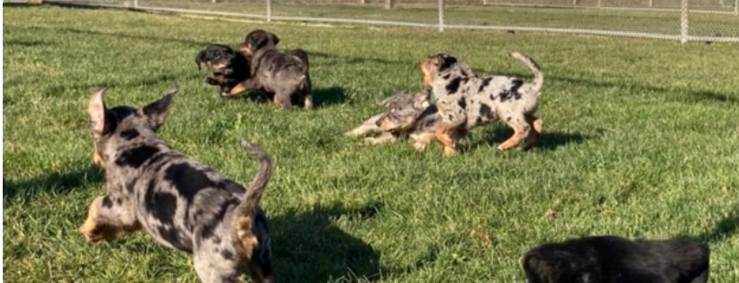 Mackenzie's Animal Sanctuary