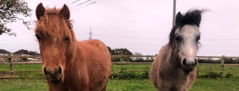 Horse Sense Wirral