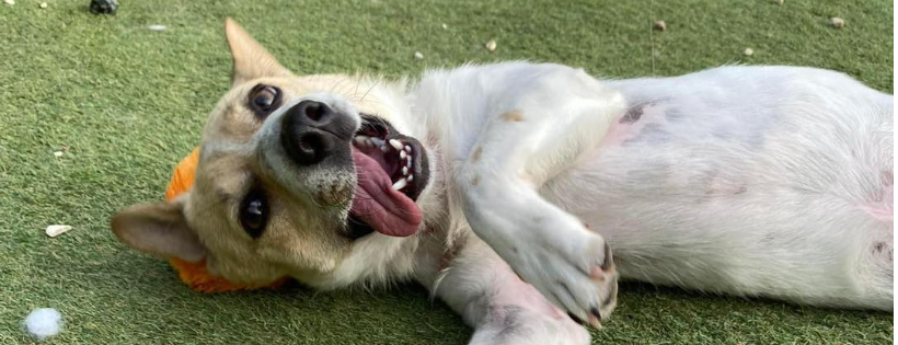Oakwood Dog Rescue