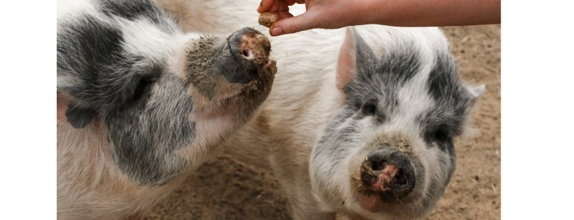 All Things Hooved Animal Rescue