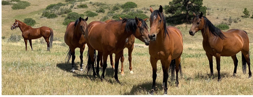 Terolyn Horse Rescue, inc.
