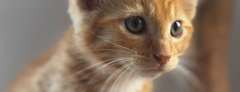 One at a Time Pet Rescue