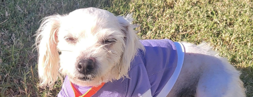 Medical Animals In Need