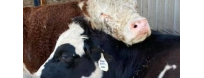 Penderosa Rescue & Sanctuary