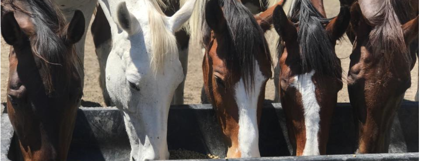 Becky's Hope Horse Rescue