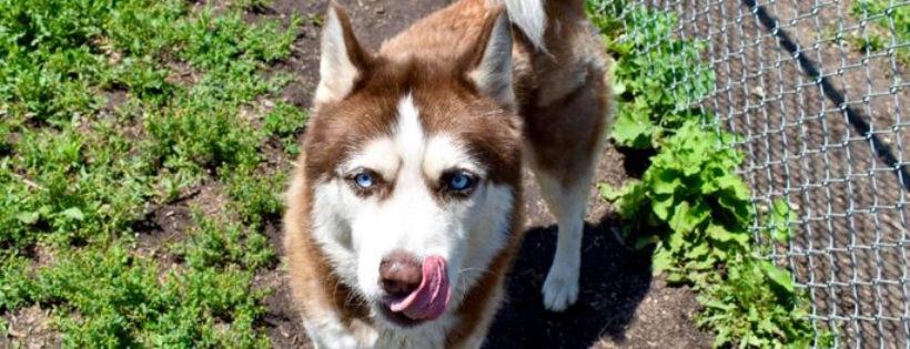 Lapeer County Animal Control