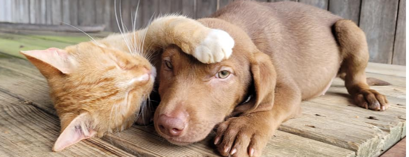 Monroe County Friends of Animals