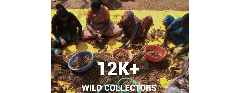 FairWild Foundation