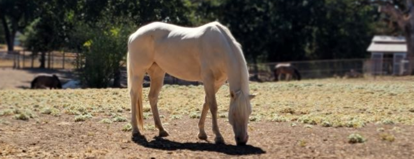 Spirit Wings Ranch