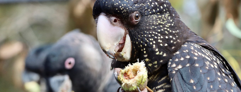 Kaarakin Black cockatoo conservation centre