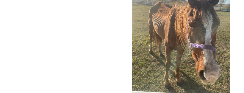 Coffin Acres Spirit of M46 Equine Rescue