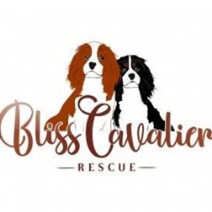 Bliss Cavalier Rescue