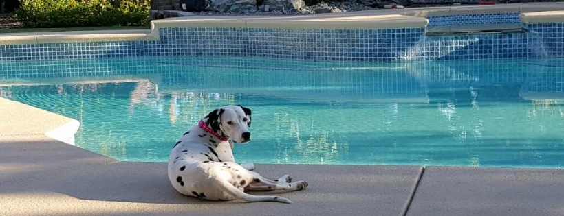 Save the Dalmatians and Others Canine Rescue