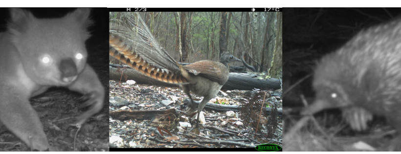 Science for Wildlife
